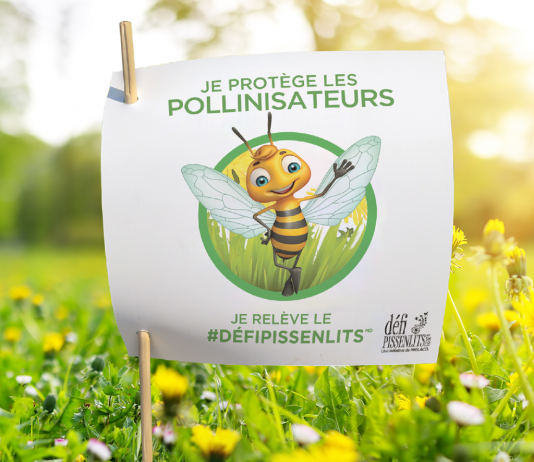 Défi Pissenlits : laissons butiner les pollinisateurs