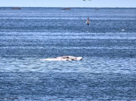Un rorqual commun mort dans le secteur de Percé