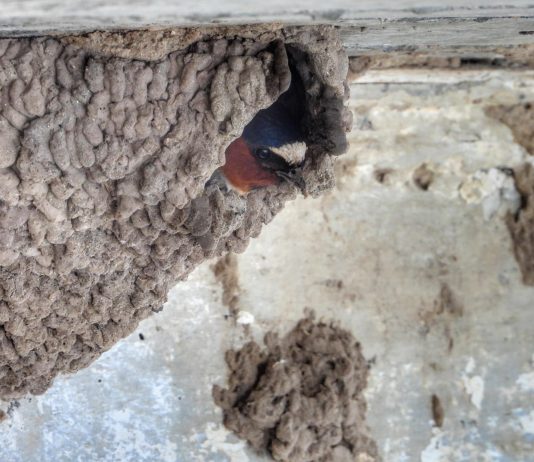 Sauver les hirondelles à front blanc du barachois de Malbaie