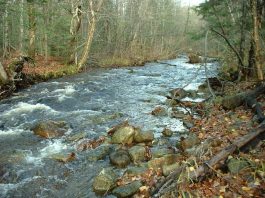 Conseil de l’eau du Nord de la Gaspésie: étude sur la faune benthique