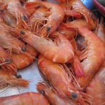 Début de pêche à la crevette qui ne laisse présager rien de bon