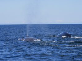 850 000$ pour mieux protéger les baleines grâce à l’IA