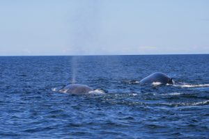 baleine bleue Serge Ouellet PC