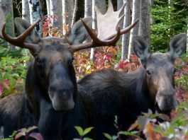 Baisse de 30% des orignaux dans le parc Forillon