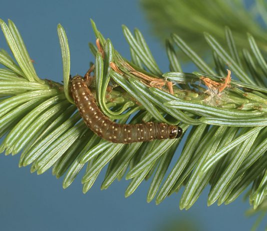 La Gaspésie enregistre une diminution des impacts de la tordeuse