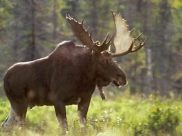 Nouvelle acquisition de Conservation de la nature Canada