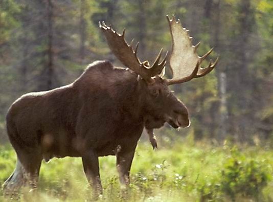 Nouvelle acquisition de Conservation de la nature Canada