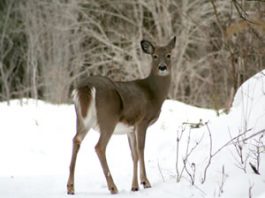 Condition hivernal favorable au cheptel de chevreuil