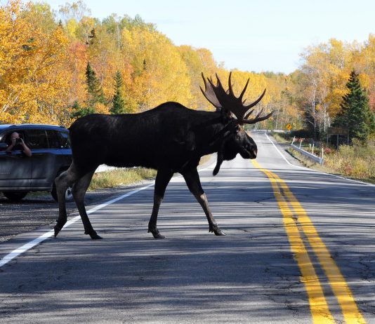 Hausse de la population d’orignaux à Forillon