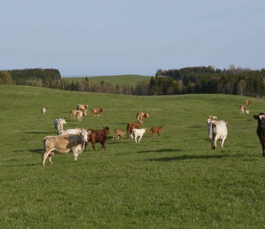 Des effets possibles pour les producteurs gaspésiens grâce à une entente avec la Chine