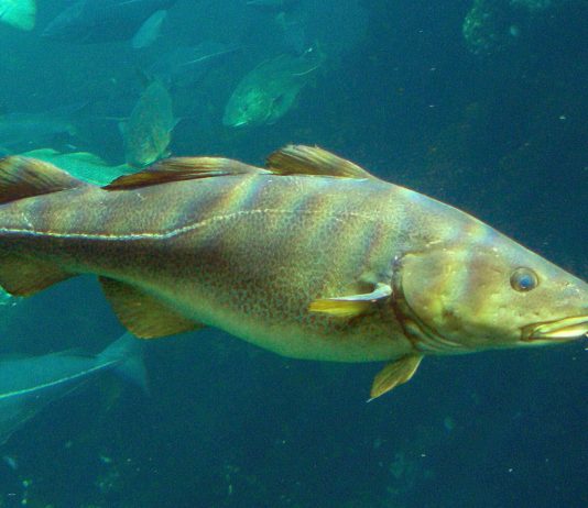 La biomasse de morue n’a jamais été aussi faible dans le golfe et continuera de baisser