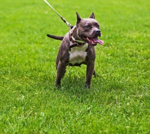 Staffordshire bull terrier pulling on a lead