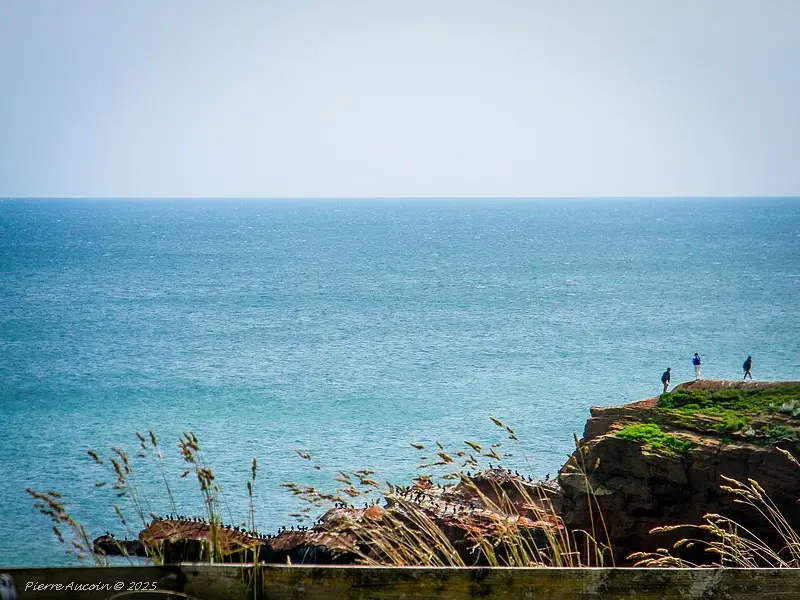 La température de l’eau était plus basse dans le golfe cet été