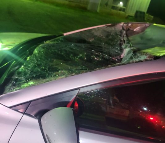 Route 198: Collision entre un véhicule et un orignal