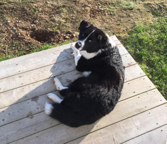 La nouvelle Loi provinciale sur les chiens complexifie le travail de la Ville