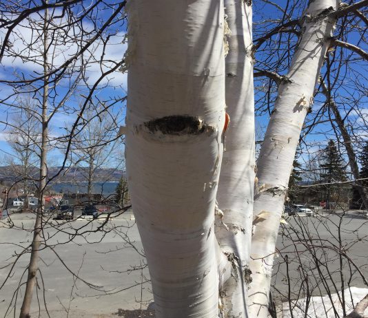 Un mois de l’arbre différent cette année