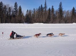 Une 1ère dans la carrière du musher gaspésien Jean-Philippe Lacasse