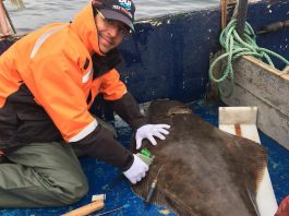 Une étude sur le flétan