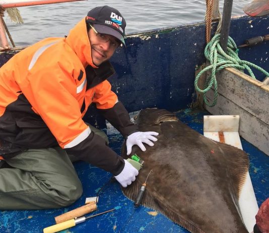 La pêche au turbot encore désastreuse cette année