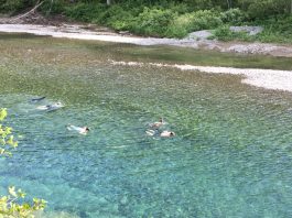 Bonne saison de pêche au saumon mais problème avec des baigneurs