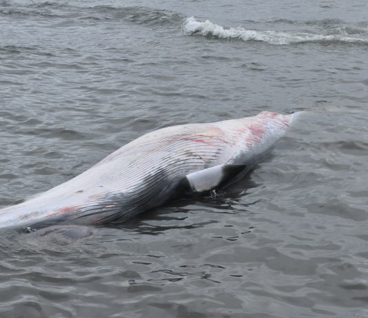 Un petit rorqual échoué à Saint-Maurice-de-l’Échouerie