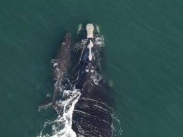 Déjà plus de veaux que l’an dernier pour les baleines noires