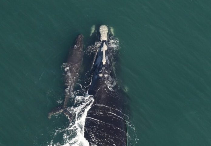 Baleine-noire-avec-veau-Juno-Clearwater-Aquarium-768x531