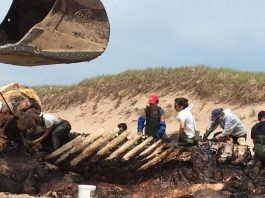 Décès de baleines dans le golfe : Contamination aux algues toxiques?