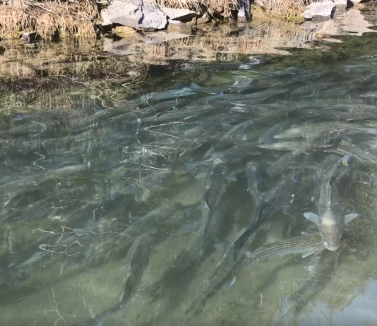 Bar rayé : Pas de frayère en Gaspésie