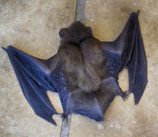 Une étude en Gaspésie pour analyser une maladie qui menace les chauves-souris