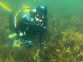 À la recherche d’épaves sous-marines