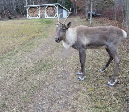 Le caribou de Cloridorme retourne dans son habitat