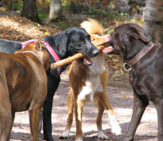Nouvelle réglementation pour les animaux de compagnies à Gaspé