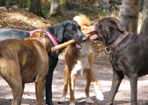 Nouvelle réglementation pour les animaux de compagnies à