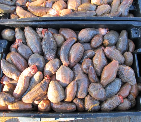 Projet de transformation du concombre de mer à Cloridorme