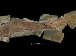 L’exposition sur l’Elpistostège à Miguasha bonifiée