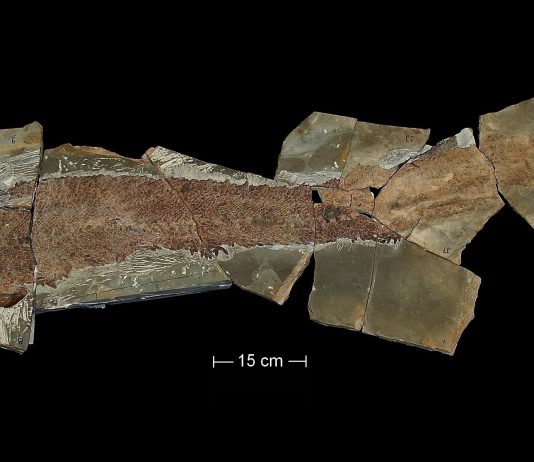 L’exposition sur l’Elpistostège à Miguasha bonifiée