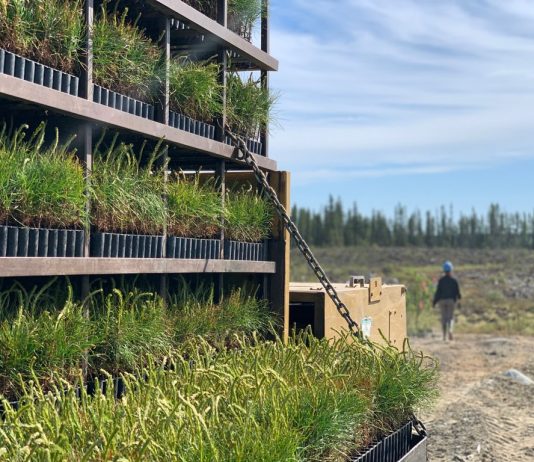 « Femmes des bois », une incursion dans l’univers sylvicole