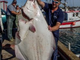 Pour une hausse du contingent de flétan de l’Atlantique
