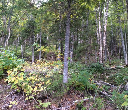 Temrex augmente son offre