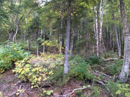 Pour un plus grand rôle des municipalités dans le développement forestier