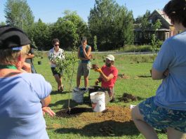 Une première forêt nourricière à Douglastown