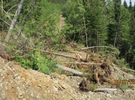 Un glissement de terrain sur le sentier forestier régional 839 Murdoch/Gaspé