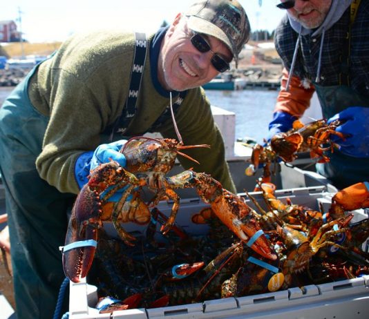 De plus en plus de homards sur la Côte-Nord