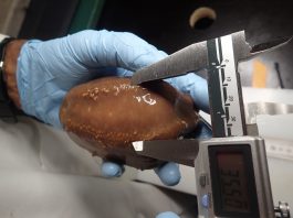 Étude sur le concombre de mer