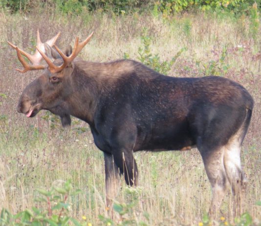 Chasse à l’orignal : 90 infractions en Gaspésie