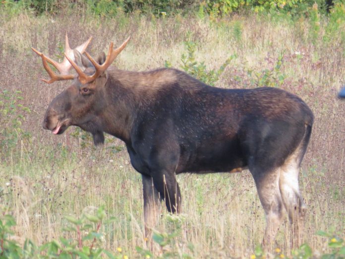 Orignal Parc national Forillon