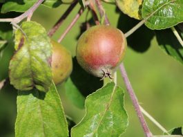 Pour un nouveau modèle de développement agricole et forestier
