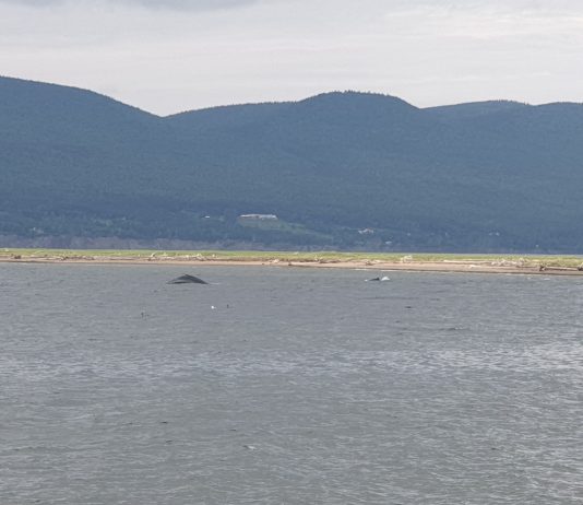 Présence rarissime de rorquals à bosse à Boom Defense