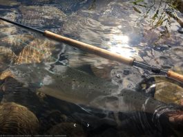 Des réactions sur l’étude des remises à l’eau des grands saumons